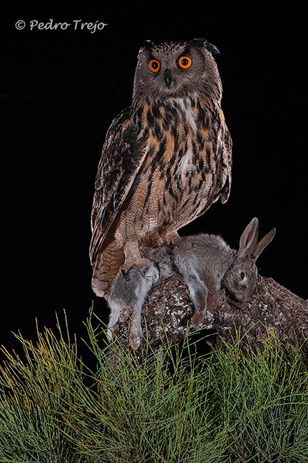 Búho real (Bubo bubo).